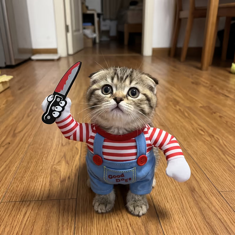 Small tabby kitten wearing the costume